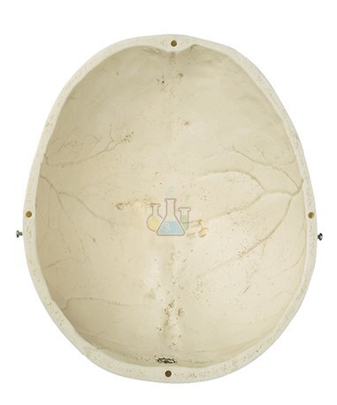 Skullcap Model